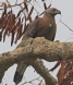 [Grey-headed Fish-Eagle]