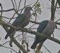 [Green Imperial Pigeon]