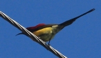 [Gould's Sunbird]