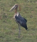 [Greater Adjutant]