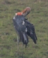 [Greater Adjutant]