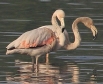[Greater Flamingo]