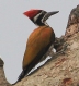 [Greater Flameback]