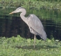 [Gray Heron]