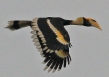 [Great Hornbill]