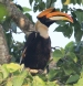 [Great Hornbill]