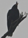 [Great Myna]