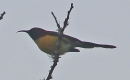 [Green-tailed Sunbird]