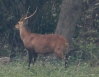 [Hog Deer]