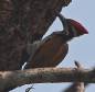 [Himalayan Flameback]