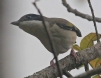 [Himalayan Shrike-Babbler]