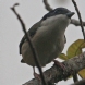 [Himalayan Shrike-Babbler]