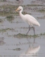 [Intermediate Egret]