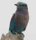 [Indian Roller]