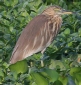 [Indian Pond Heron]