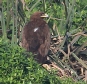 [Indian Spotted Eagle]