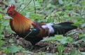 [Red Junglefowl]