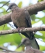 [Laughing Dove]