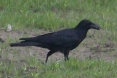 [Large-billed Crow]