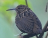 [Long-billed Wren-Babbler]