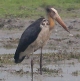 [Lesser Adjutant]