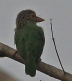 [Lineated Barbet]