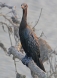 [Little Cormorant]