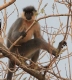 [Capped Langur]