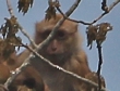 [Assamese Macaque]