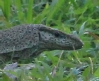 [Monitor lizard]