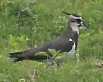 [Northern Lapwing]