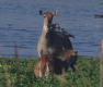 [Nilgai]