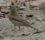 [Olive-backed Pipit]