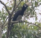 [Oriental Pied Hornbill]