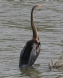 [Oriental Darter]