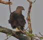 [Pallas' Fish Eagle]