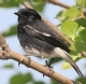 [Pied Bushchat]