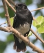 [Pied Bushchat]