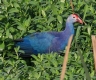 [Purple Swamphen]