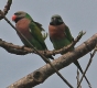 [Red-breasted Parakeet]