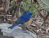 [Red-flanked Bluetail]