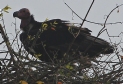 [Red-headed Vulture]