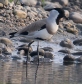 [River Lapwing]