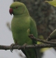 [Rose-ringed Parakeet]