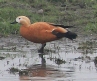 [Ruddy Shelduck]