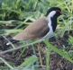 [Red-wattled Lapwing]