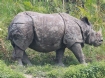 [One-horned Rhinocerus]