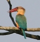 [Stork-billed Kingfisher]