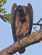 [Slender-billed Vulture]