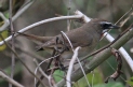 [Siberian Rubythroat]